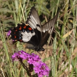 Papilio aegeus at Black Range, NSW - 26 Feb 2019 08:31 AM