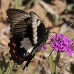 Papilio aegeus at Black Range, NSW - 26 Feb 2019 08:31 AM