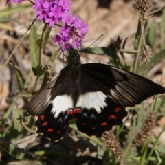 Papilio aegeus at Black Range, NSW - 26 Feb 2019 08:31 AM