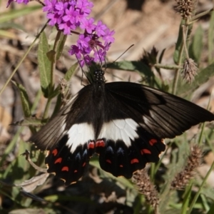 Papilio aegeus at Black Range, NSW - 26 Feb 2019