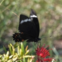 Papilio aegeus at Black Range, NSW - 26 Feb 2019 08:31 AM