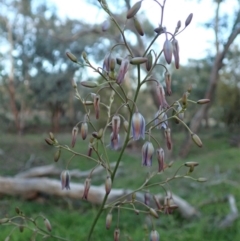 Dianella sp. aff. longifolia (Benambra) (Pale Flax Lily, Blue Flax Lily) at Mount Painter - 6 May 2020 by CathB