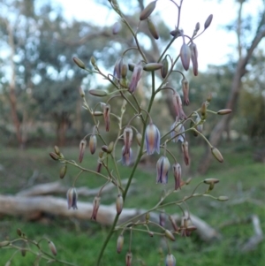 Dianella sp. aff. longifolia (Benambra) at Cook, ACT - 6 May 2020