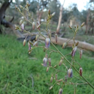 Dianella sp. aff. longifolia (Benambra) at Cook, ACT - 6 May 2020