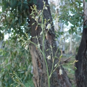 Dianella sp. aff. longifolia (Benambra) at Cook, ACT - 6 May 2020