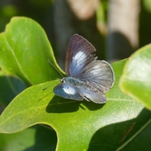 Candalides consimilis subsp. goodingi at Black Range, NSW - 14 Dec 2015 04:05 PM