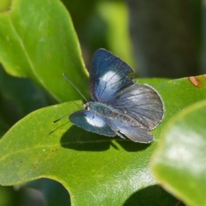 Candalides consimilis subsp. goodingi at Black Range, NSW - 14 Dec 2015 04:05 PM