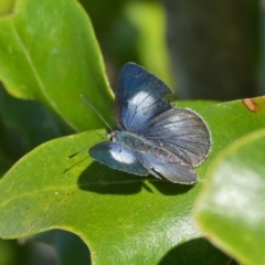 Candalides consimilis subsp. goodingi at Black Range, NSW - 14 Dec 2015