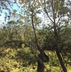 Banksia integrifolia subsp. integrifolia (Coast Banksia) at North Tura Coastal Reserve - 12 May 2020 by Carine