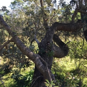 Banksia integrifolia subsp. integrifolia at North Tura - 12 May 2020