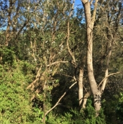 Banksia integrifolia subsp. integrifolia (Coast Banksia) at North Tura Coastal Reserve - 12 May 2020 by Carine