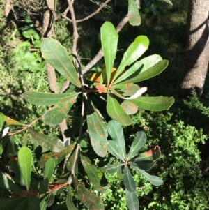 Banksia integrifolia subsp. integrifolia at Tura Beach, NSW - 12 May 2020