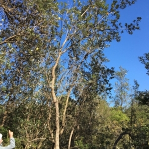 Banksia integrifolia subsp. integrifolia at Tura Beach, NSW - 12 May 2020