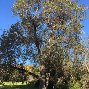 Banksia integrifolia subsp. integrifolia at North Tura - 12 May 2020