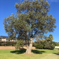 Banksia integrifolia subsp. integrifolia (Coast Banksia) at North Tura Coastal Reserve - 12 May 2020 by Carine