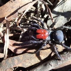 Missulena occatoria (Red-headed Mouse Spider) at Mount Painter - 11 May 2020 by CathB