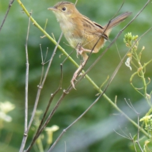 Cisticola exilis at Bega, NSW - 13 May 2020 10:30 AM