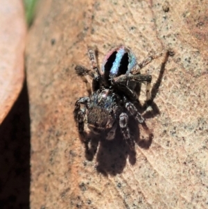 Maratus chrysomelas at Cook, ACT - 11 May 2020