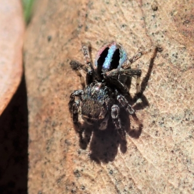 Maratus chrysomelas (Variable Peacock Spider) at Mount Painter - 11 May 2020 by CathB
