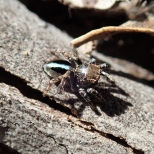 Maratus chrysomelas at Cook, ACT - 11 May 2020