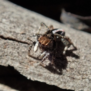 Maratus chrysomelas at Cook, ACT - 11 May 2020