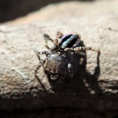 Maratus chrysomelas at Cook, ACT - 11 May 2020