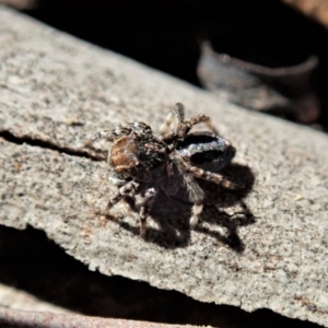 Maratus chrysomelas at Cook, ACT - 11 May 2020