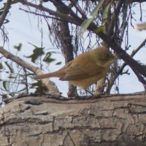 Acrocephalus australis at Bega, NSW - 13 May 2020