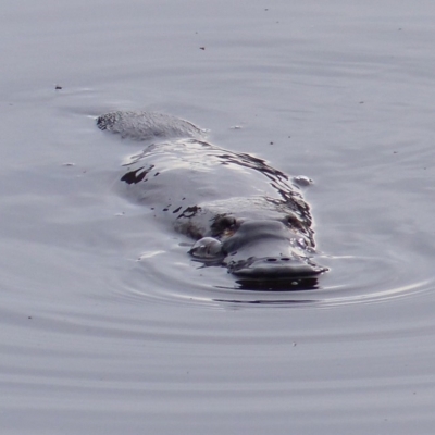 Ornithorhynchus anatinus (Platypus) at Bega, NSW - 13 May 2020 by MatthewHiggins