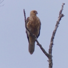 Haliastur sphenurus (Whistling Kite) at Bega, NSW - 13 May 2020 by MatthewHiggins