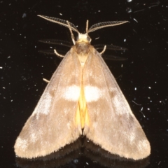 Anestia (genus) (A tiger moth) at Ainslie, ACT - 12 May 2020 by jbromilow50