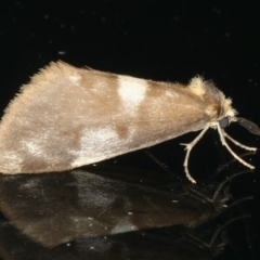 Anestia (genus) at Ainslie, ACT - 12 May 2020