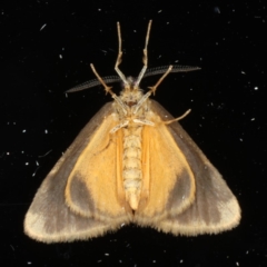 Anestia (genus) at Ainslie, ACT - 12 May 2020