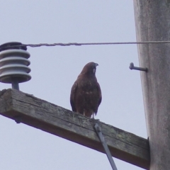 Falco berigora (Brown Falcon) at Bega, NSW - 13 May 2020 by MatthewHiggins