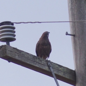 Falco berigora at Bega, NSW - 13 May 2020