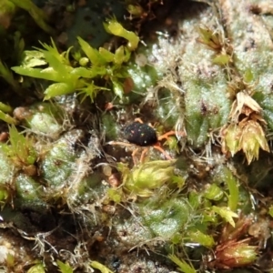 Penthaleidae (family) at Dunlop, ACT - 11 May 2020