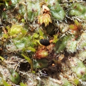 Penthaleidae (family) at Dunlop, ACT - 11 May 2020