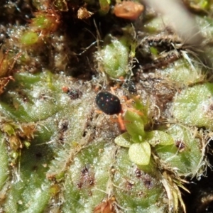 Penthaleidae (family) at Dunlop, ACT - 11 May 2020