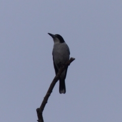 Cracticus torquatus (Grey Butcherbird) at Bega, NSW - 13 May 2020 by MatthewHiggins