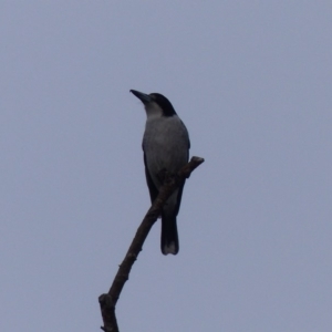 Cracticus torquatus at Bega, NSW - 13 May 2020