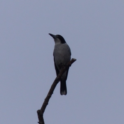 Cracticus torquatus (Grey Butcherbird) at Bega, NSW - 13 May 2020 by MatthewHiggins