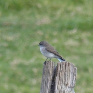 Microeca fascinans at Bega, NSW - 13 May 2020 11:23 AM