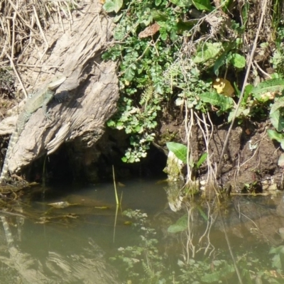 Intellagama lesueurii howittii (Gippsland Water Dragon) at Umbagong District Park - 9 May 2013 by Christine