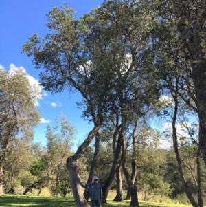 Banksia integrifolia subsp. integrifolia at North Tura - 12 May 2020