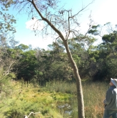 Banksia integrifolia subsp. integrifolia (Coast Banksia) at North Tura - 12 May 2020 by Carine