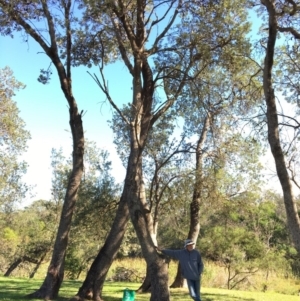 Banksia integrifolia subsp. integrifolia at North Tura - 12 May 2020