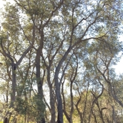 Banksia integrifolia subsp. integrifolia at North Tura - 12 May 2020