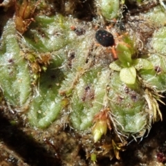 Riccia crinita (Liverwort) at Dunlop, ACT - 11 May 2020 by CathB