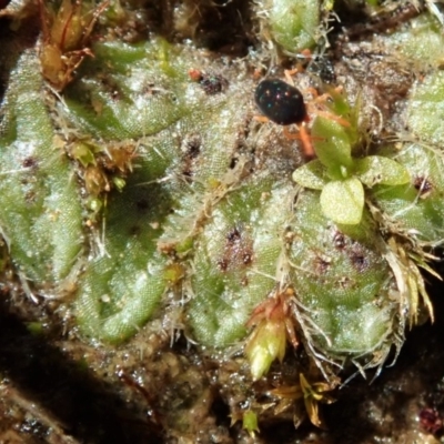 Riccia crinita (Liverwort) at Mount Painter - 11 May 2020 by CathB