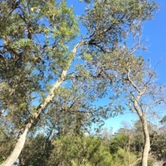 Banksia integrifolia subsp. integrifolia (Coast Banksia) at North Tura - 12 May 2020 by Carine